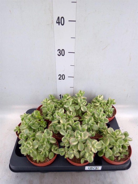 <h4>Cotyledon tome. ladys.</h4>