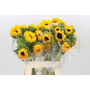 Helianthus Orange Fire