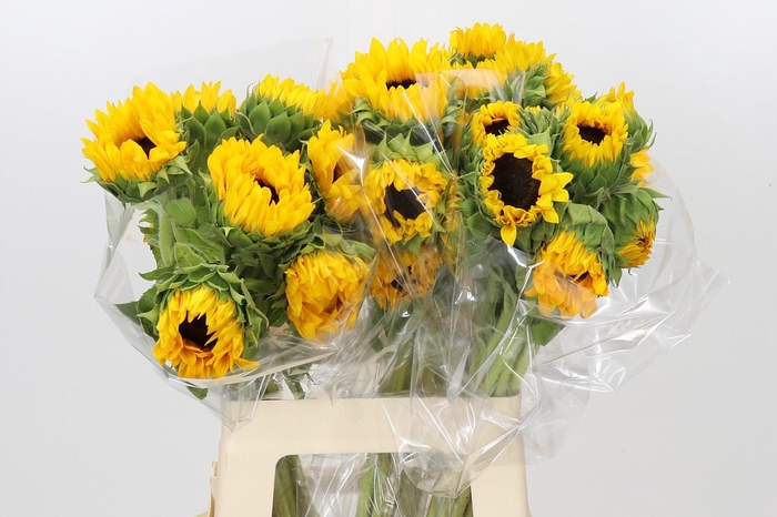 <h4>Helianthus Orange Fire</h4>