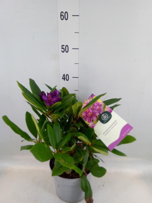 <h4>Rhododendron   ...mix</h4>