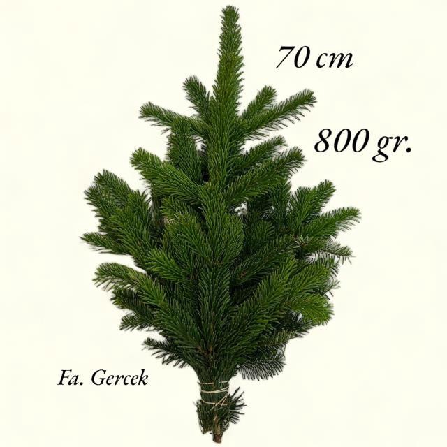 <h4>ABIES NORDMAN BUND</h4>