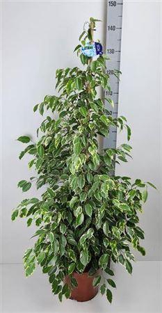 <h4>Fic Be Golden King</h4>