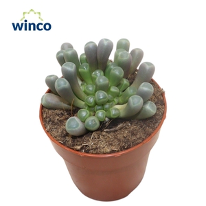 SUCC OV