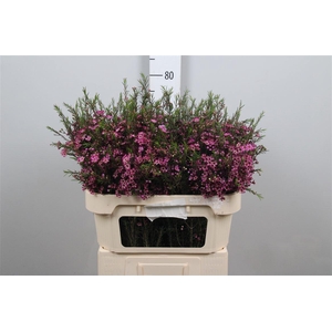 Chame Un Purple Prid