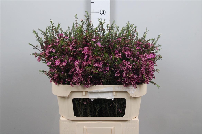 <h4>Chame Un Purple Prid</h4>