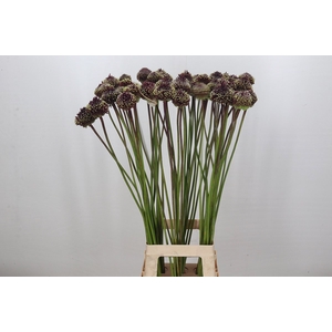 Allium Red Mohican