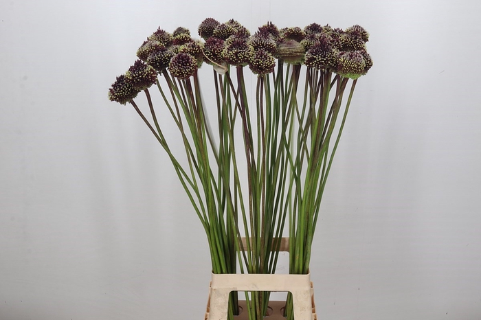 <h4>Allium Red Mohican</h4>