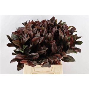 CORDYLINE PURPLE COMPACTUM 52CM