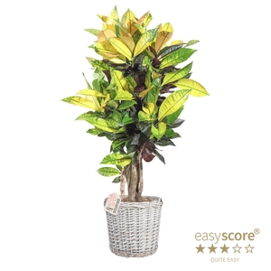 CODIAEUM VARIEGATUM P20 ICETON BASKET