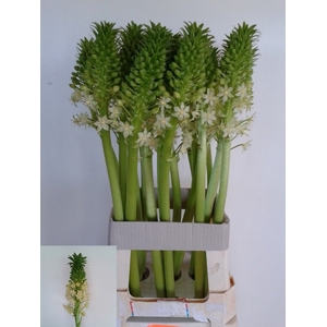 EUCOMIS P-E GOLIATH
