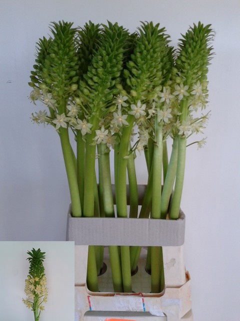 <h4>EUCOMIS P-E GOLIATH</h4>