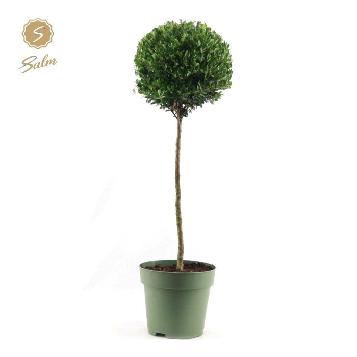 <h4>Ilex crenata 'Jenny'® Mono-Ball on Stem P24</h4>