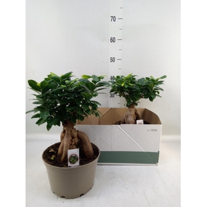 Ficus microcarpa 'Ginseng'