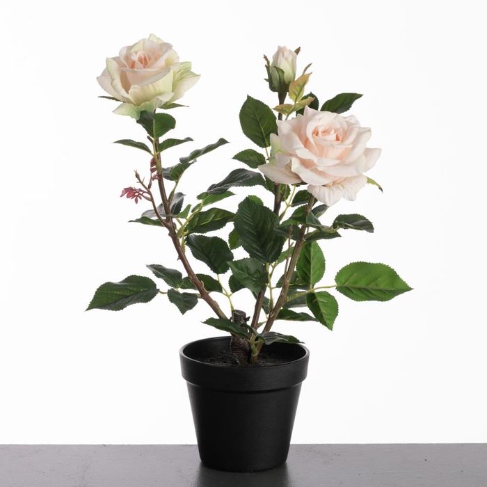 Af Rosa In Pot H40cm L.pink