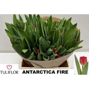 TU EN ANTARCTIC FIRE