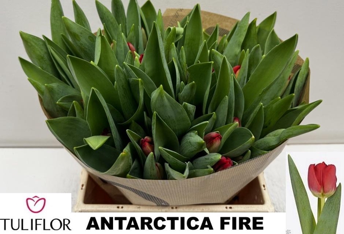 <h4>TU EN ANTARCTIC FIRE</h4>