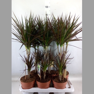 Dracaena marg. 'Magenta'