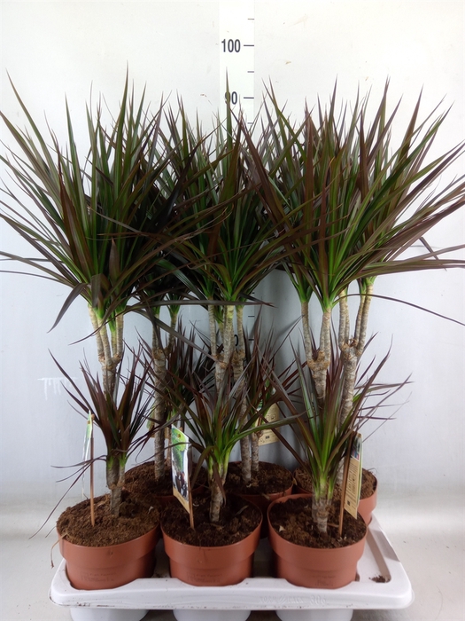 <h4>Dracaena marg. 'Magenta'</h4>