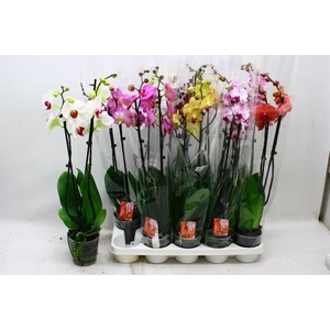 PHAL GEM 7 KL