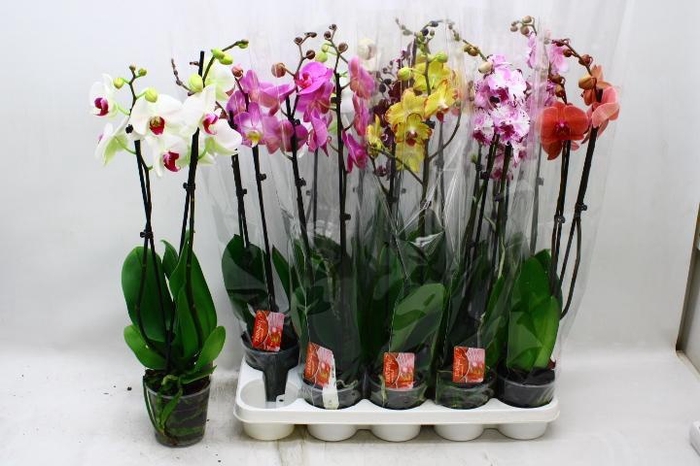 <h4>PHAL GEM 7 KL</h4>