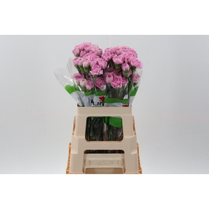 Di St Deep Faith 60cm