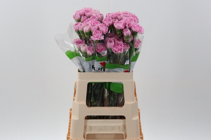 <h4>Di St Deep Faith 60cm</h4>