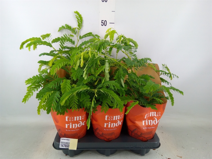 <h4>Tamarindus indica</h4>