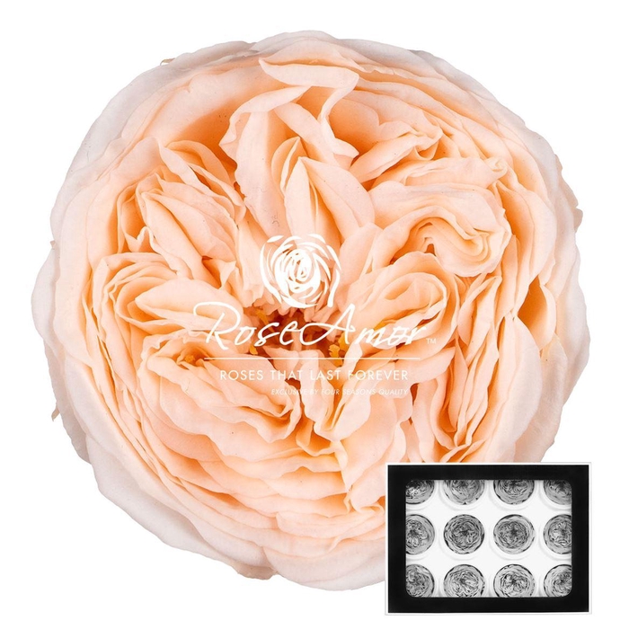 <h4>Amelia Pea89</h4>