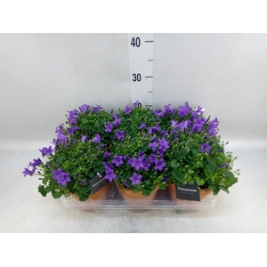 Campanula porten. 'Porto'