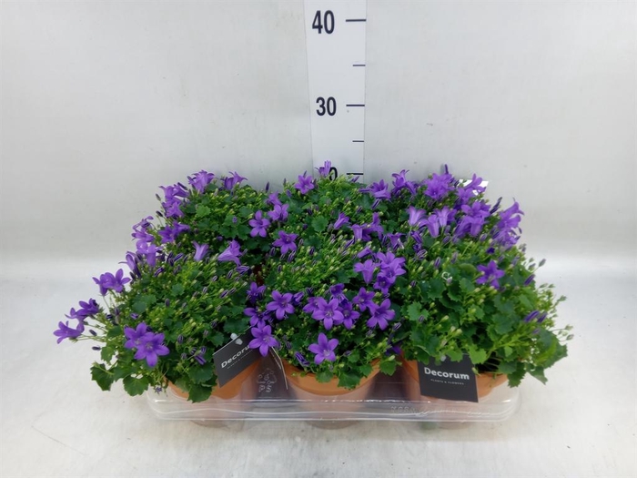 <h4>Campanula porten. 'Porto'</h4>