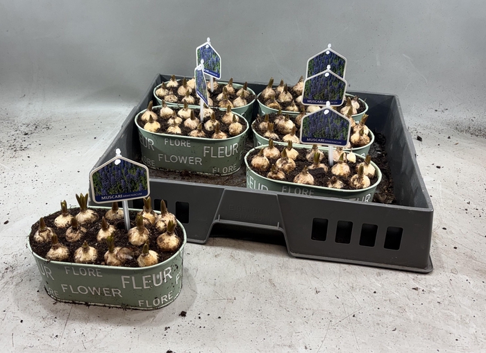 arr8 Arr Muscari In Zinken Bakje