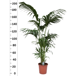 HOWEA FORSTERIANA