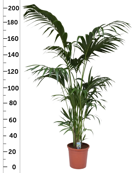 <h4>HOWEA FORSTERIANA</h4>