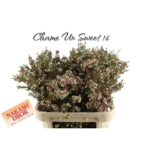 CHAME UN MY SWEET 16