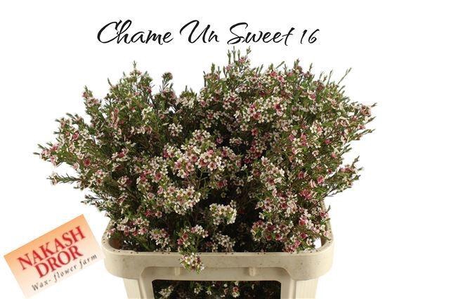 <h4>CHAME UN MY SWEET 16</h4>