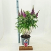Buddleja Butterfly Candy Gemengd