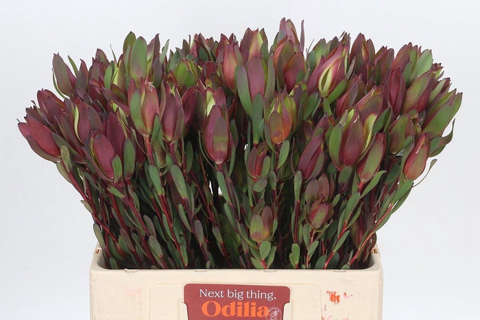 <h4>LEUCAD SENORITA</h4>