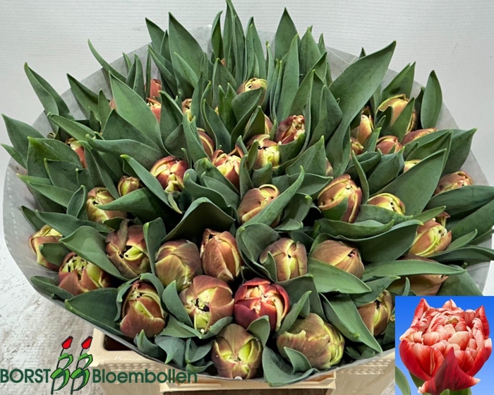 <h4>TU DU COVENTRY</h4>