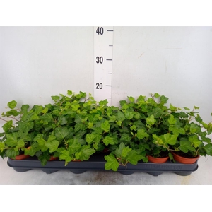 Hedera helix 'Wonder'