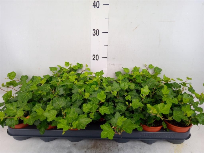 <h4>Hedera helix 'Wonder'</h4>