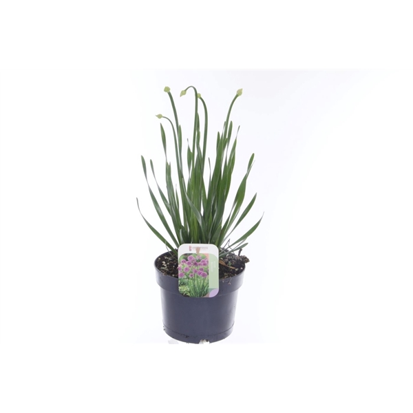 <h4>Allium millenium</h4>