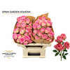 Rosa Spray Garden Volkova
