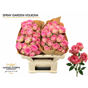 Rosa Spray Garden Volkova
