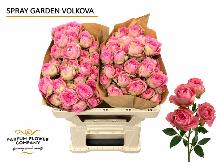<h4>Rosa Spray Garden Volkova</h4>