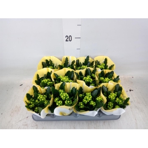 Kalanchoe  'RoseFlow Tori'