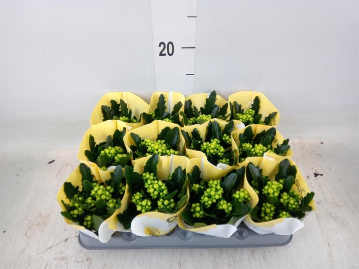 <h4>Kalanchoe  'RoseFlow Tori'</h4>