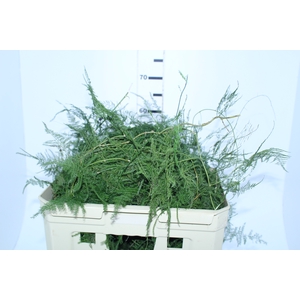 FOLHAGEM ASPARGO PLUMOSO 150 CM