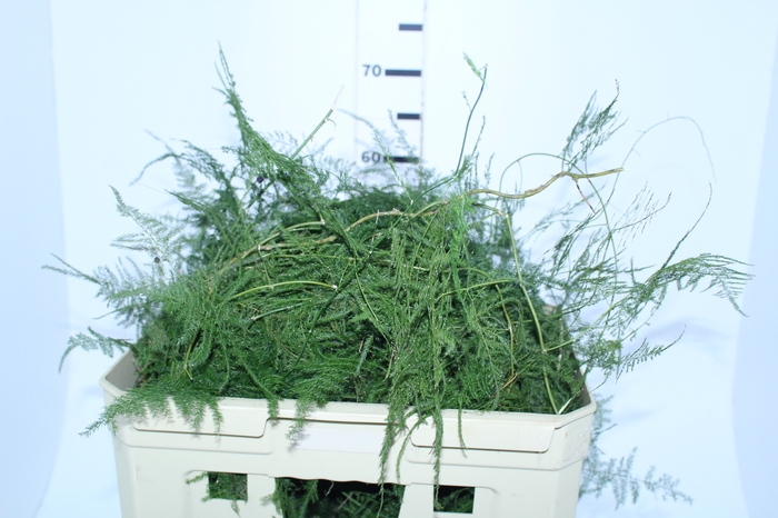 FOLHAGEM ASPARGO PLUMOSO 150 CM
