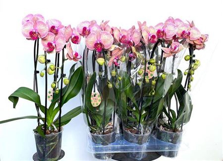 <h4>Phal El Cascade</h4>