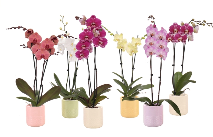 <h4>Morgan Cozy Mix Phal Mix 2T14+</h4>